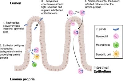 From Initiators to Effectors: Roadmap Through the Intestine During Encounter of Toxoplasma gondii With the Mucosal Immune System